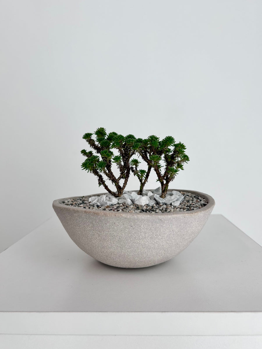 JOSHUA TREE BONSAI Flower Shrimp