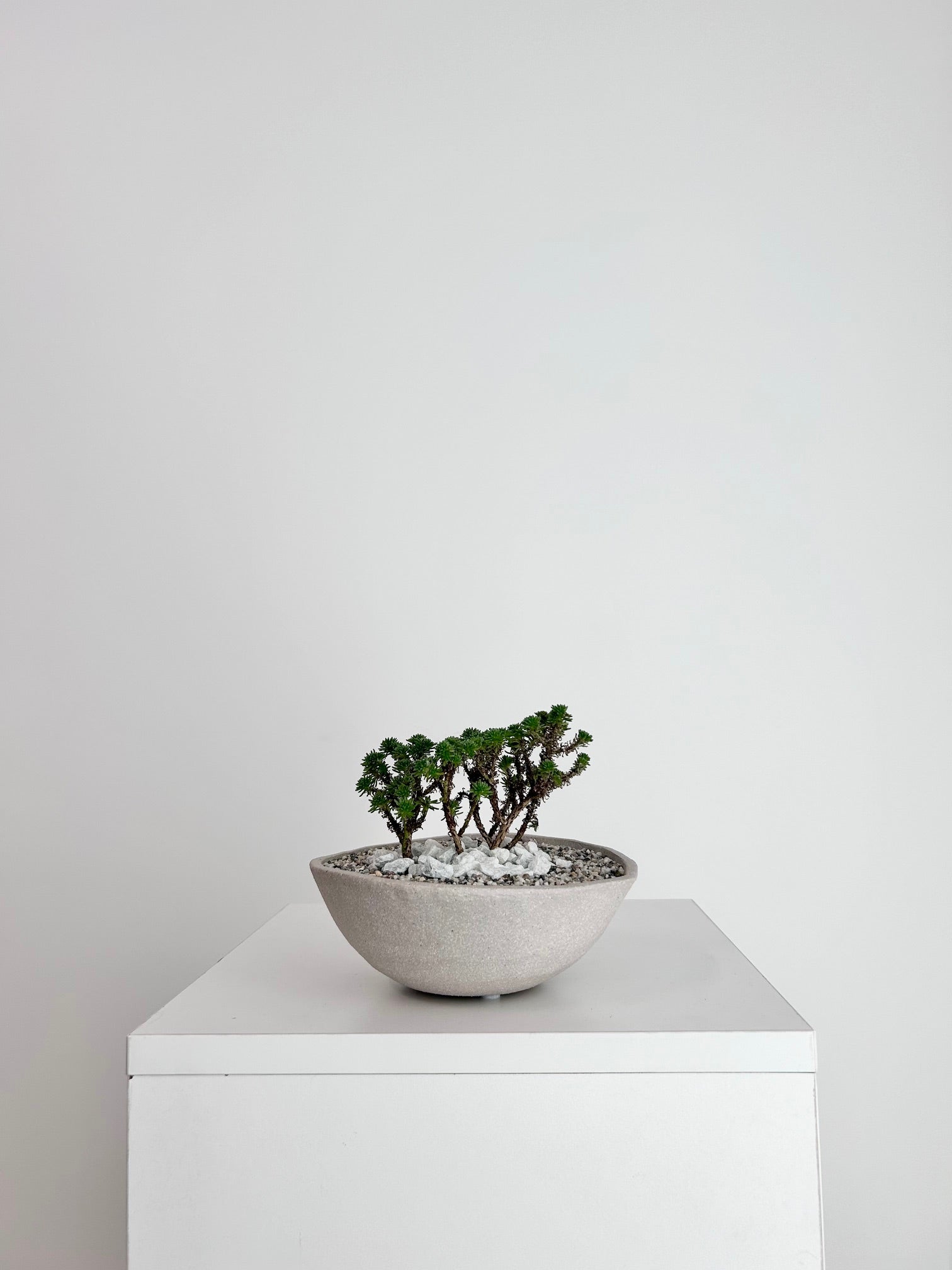 JOSHUA TREE BONSAI Flower Shrimp